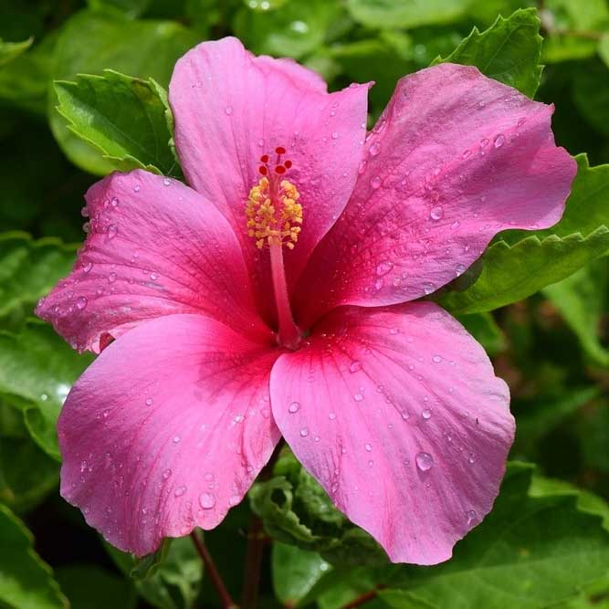 HIBISCUS IBISCO IN VASO 14CM ASSORTITO ROSSO ROSA O GIALLO