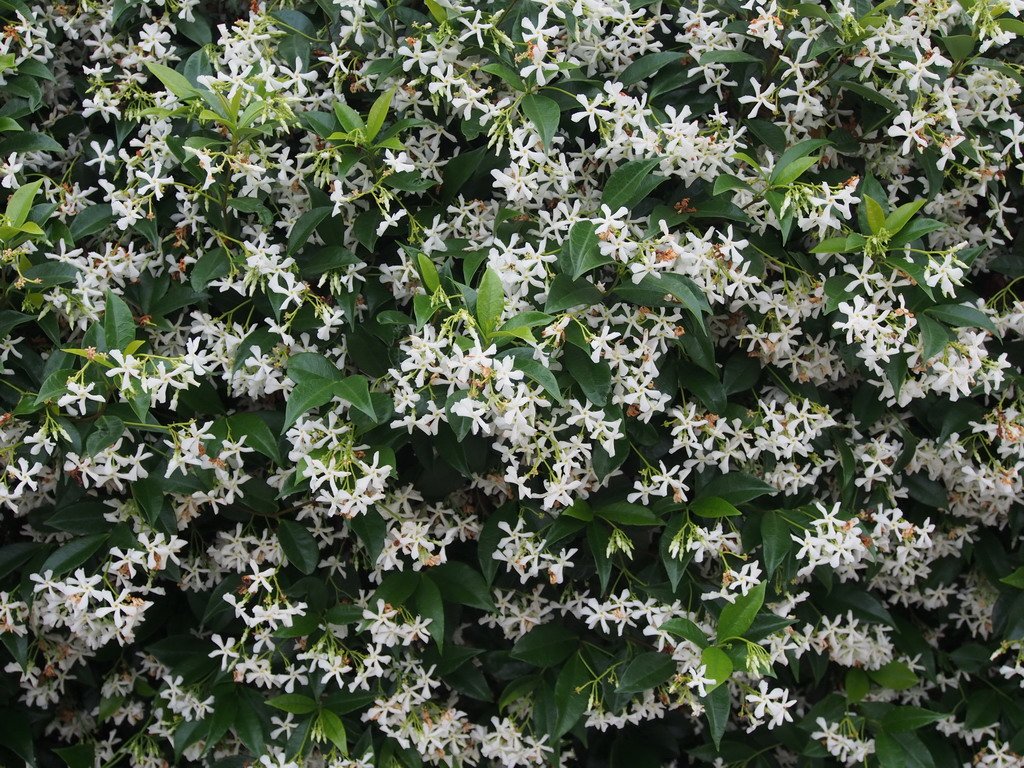 RHYNCOSPERMUM JASMINOIDES O FALSO GELSOMINO VASO 18CM
