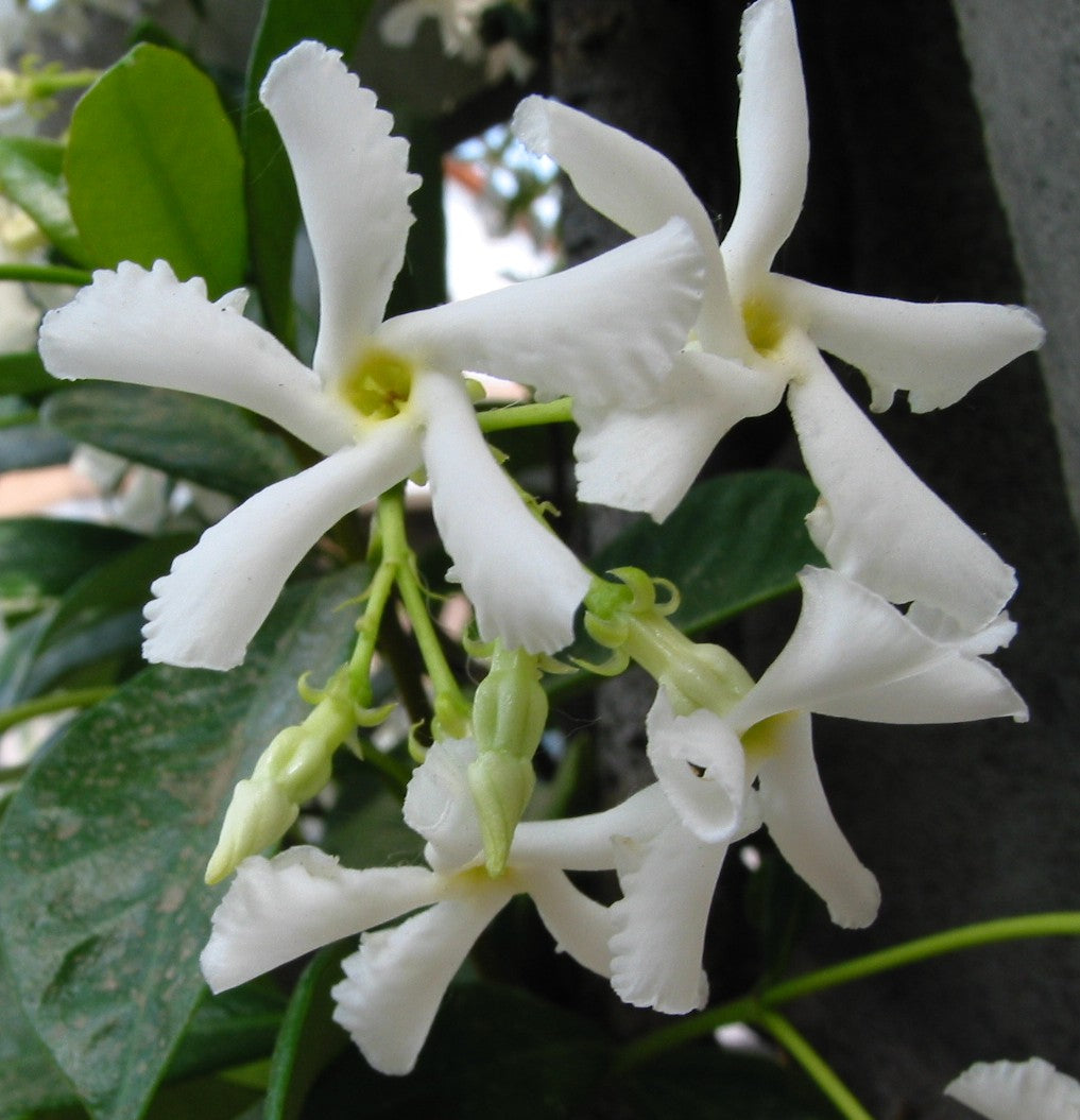 RHYNCOSPERMUM JASMINOIDES O FALSO GELSOMINO VASO 18CM