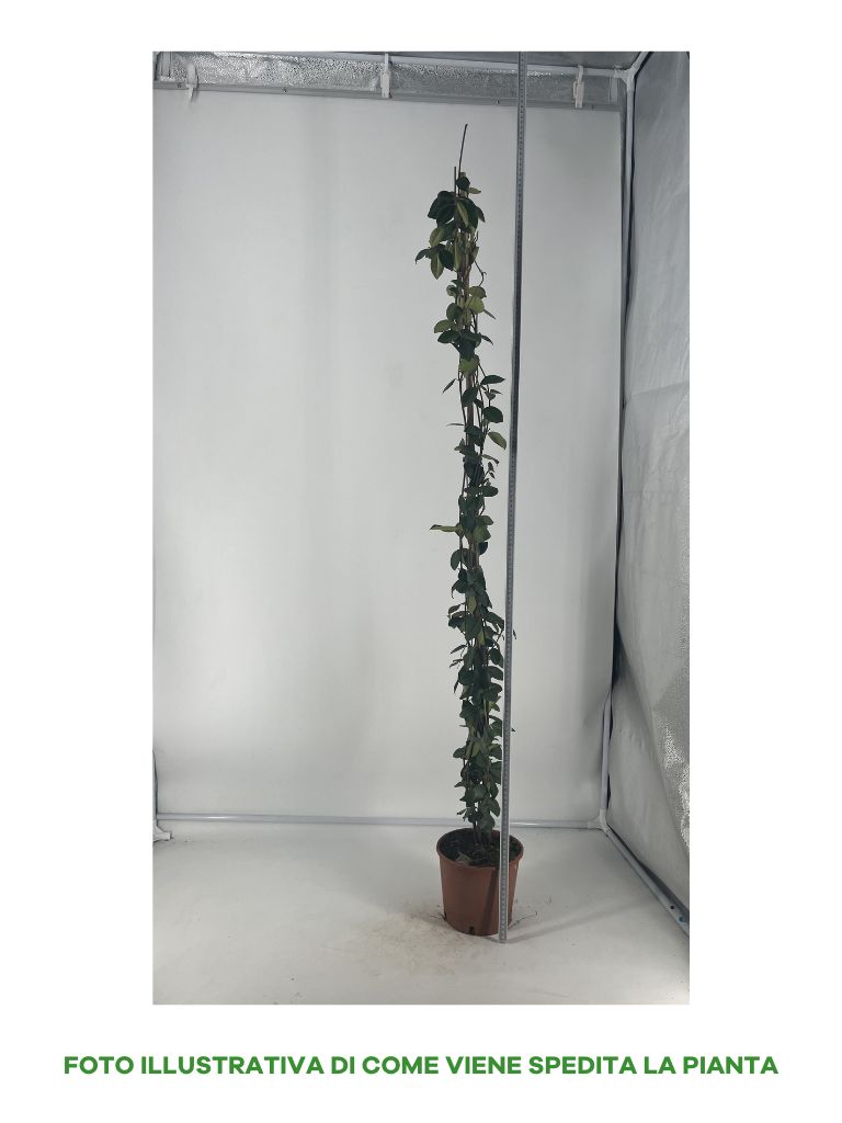 TRACHELOSPERMUM RHYNCOSPERMUM FALSO GELSOMINO IN VASO 18CM