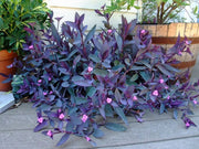 TRADESCANTIA PALLIDA VASO 12CM
