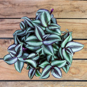 TRADESCANTIA ZEBRINA PINK JOY VASO 6CM