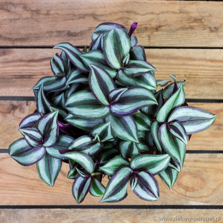 TRADESCANTIA ZEBRINA PINK JOY VASO 6CM