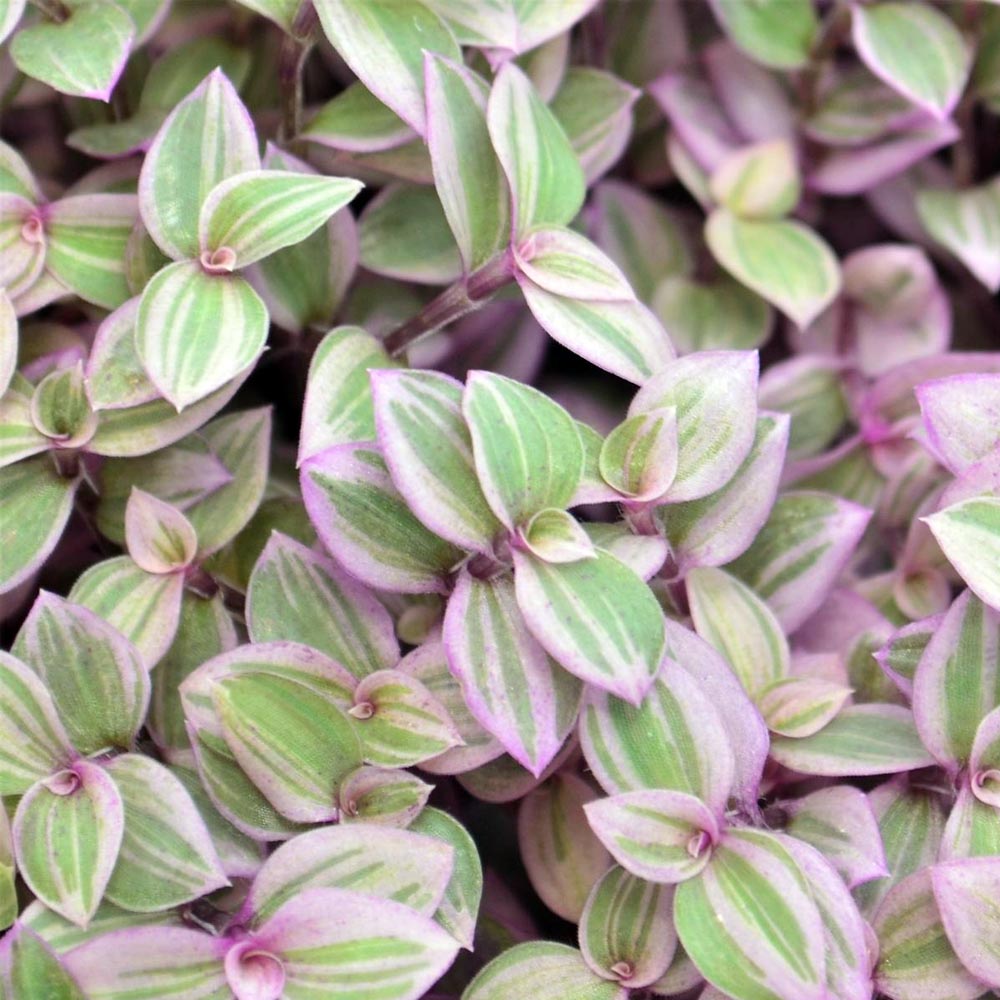 TRADESCANTIA PINK PANTHER IN VASO DA 12CM