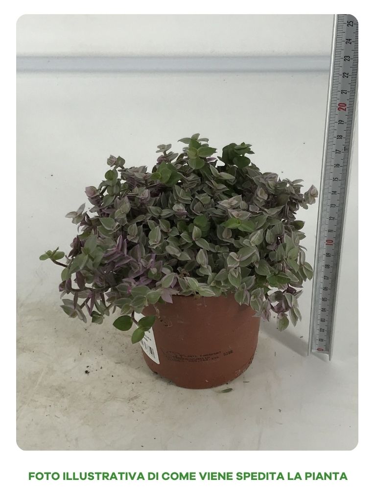 TRADESCANTIA PINK PANTHER IN VASO DA 12CM