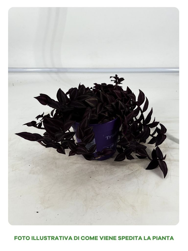 TRADESCANTIA PURPLE PASSION VASO 12CM
