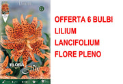 OFFERTA 6 BULBI LILIUM LANCIFOLIUM FLORE PLENO