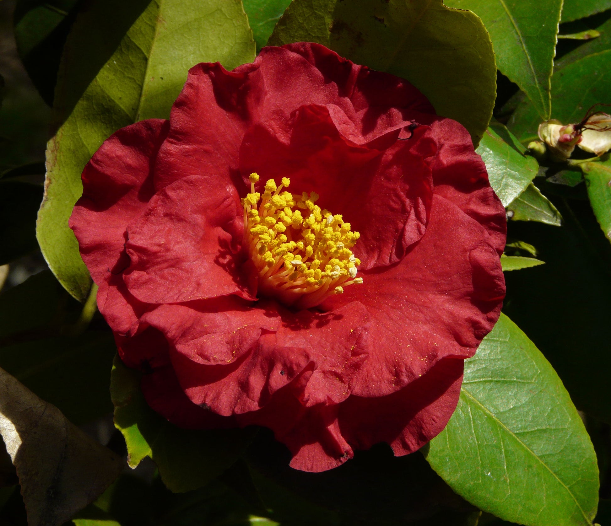 CAMELIA JAPONICA DR. BURNSIDE VASO 17CM