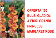 OFFERTA 150 BULBI GLADIOLI A FIORI GRANDI PRINCESS MARGARET ROSE