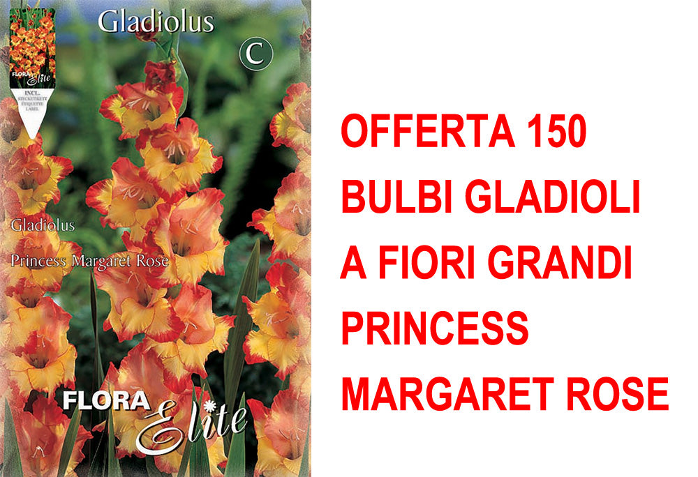 OFFERTA 150 BULBI GLADIOLI A FIORI GRANDI PRINCESS MARGARET ROSE