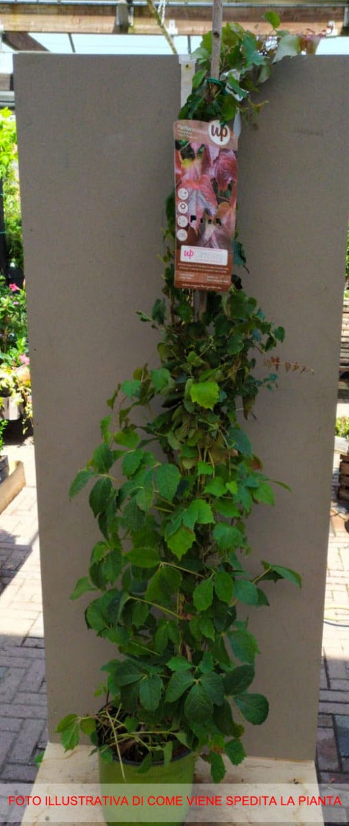 PARTHENOCISSUS QUINQUE VEITCHII BOSKOOP VASO 18CM