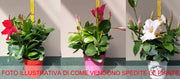 3 PIANTE DI DIPLADENIA IN MIX DI COLORI ASSORTITI VASO 10CM