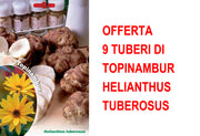 OFFERTA 9 TUBERI DI TOPINAMBUR HELIANTHUS TUBEROSUS