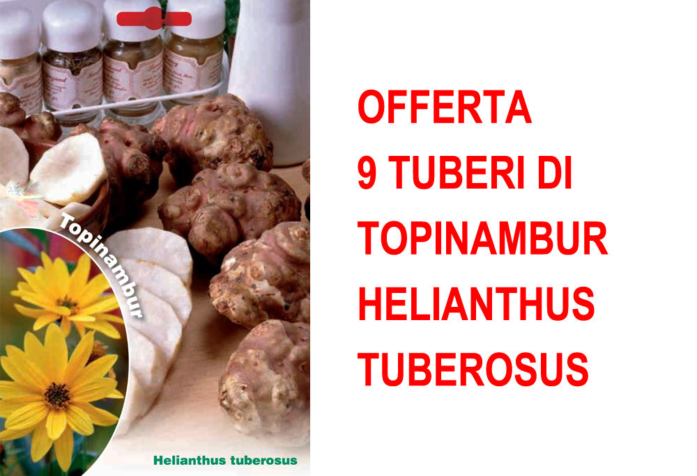 OFFERTA 9 TUBERI DI TOPINAMBUR HELIANTHUS TUBEROSUS