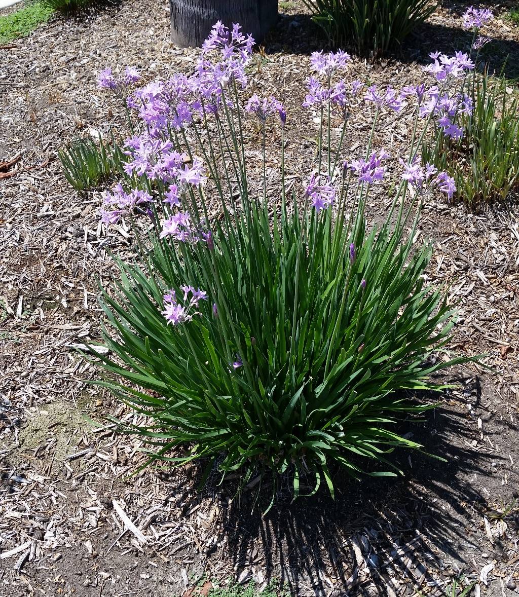 TULBAGHIA IN VASO 18CM