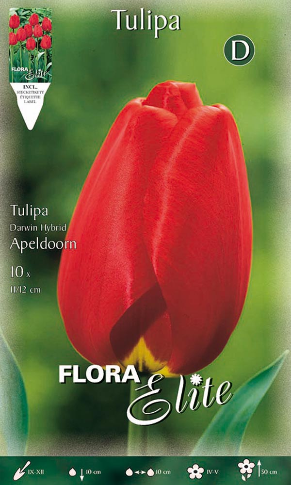 TULIPANO DARWIN HYBRID APELDOORN (CONFEZIONE DA 10 BULBI)