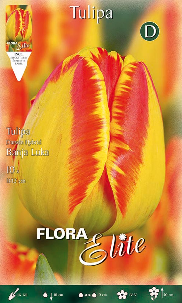 TULIPANO DARWIN HYBRID BANJA LUKA (CONFEZIONE DA 10 BULBI)