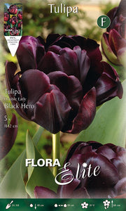 TULIPANO A FIORE DOPPIO LATE BLACK HERO (CONFEZIONE DA 5 BULBI)