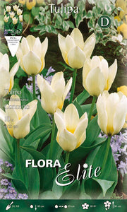 TULIPANO KAUFMANNIANA CONCERTO (CONFEZIONE DA 10 BULBI)