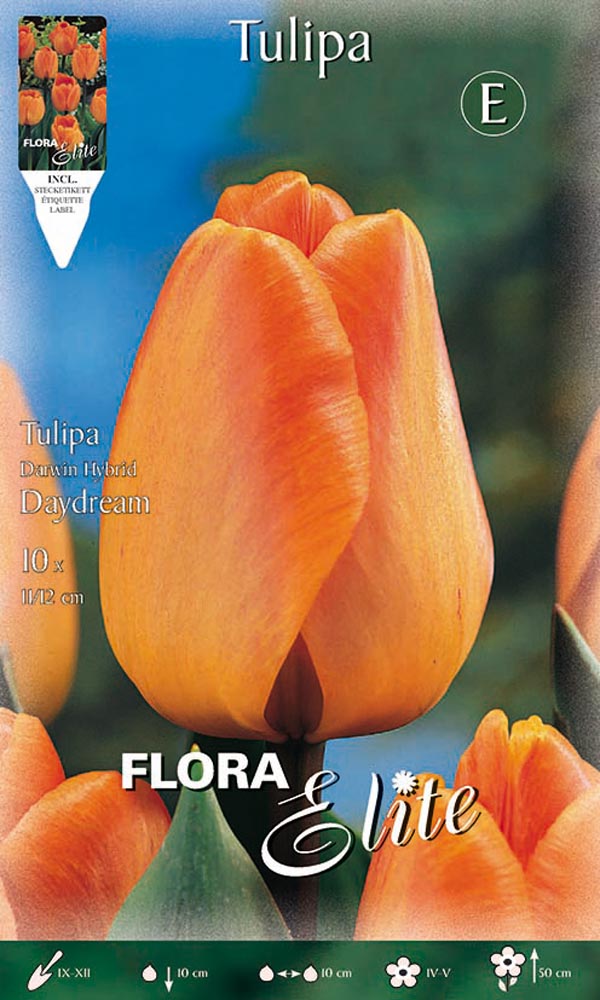 TULIPANO DARWIN HYBRID DAYDREAM (CONFEZIONE DA 10 BULBI)