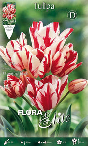 TULIPANO MULTIFIORI FLAMING CLUB (CONFEZIONE DA 7 BULBI)