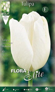 TULIPANO DARWIN HAKUUN (CONFEZIONE DA 10 BULBI)