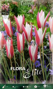 TULIPANO LADY JANE (CONFEZIONE DA 10 BULBI)