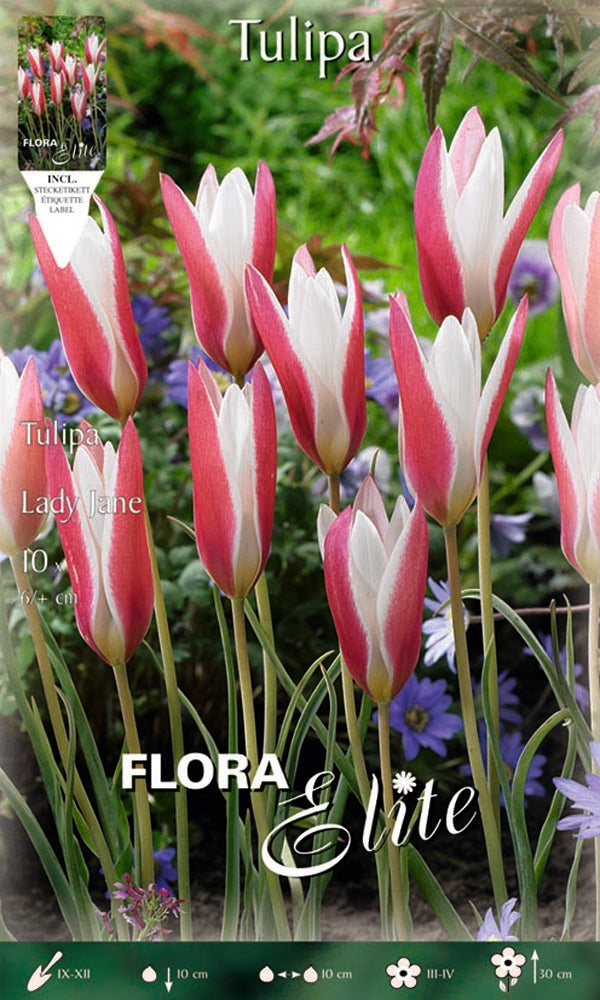 TULIPANO LADY JANE (CONFEZIONE DA 10 BULBI)