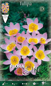 TULIPANI LILIAC WONDER (CONFEZIONE DA 10 BULBI)
