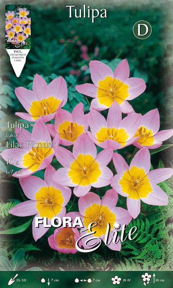 TULIPANI LILIAC WONDER (CONFEZIONE DA 10 BULBI)