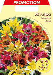 TULIPANO MINIATURE MIX DI COLORI (CONFEZIONE DA 50 BULBI)