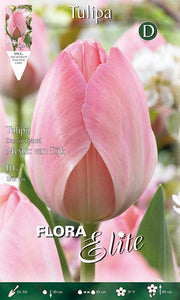 TULIPANO DARWIN HYBRID MYSTIC VAN EIJK (CONFEZIONE DA 10 BULBI)