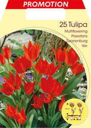 TULIPANO MULTIFIORI PRAESTANS  ZWANENBURG (CONFEZIONE DA 25 BULBI)