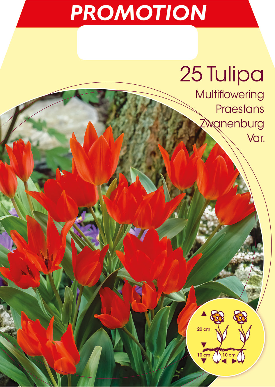 TULIPANO MULTIFIORI PRAESTANS  ZWANENBURG (CONFEZIONE DA 25 BULBI)