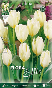 TULIPANO FOSTERIANA PURISSIMA (CONFEZIONE DA 10 BULBI)