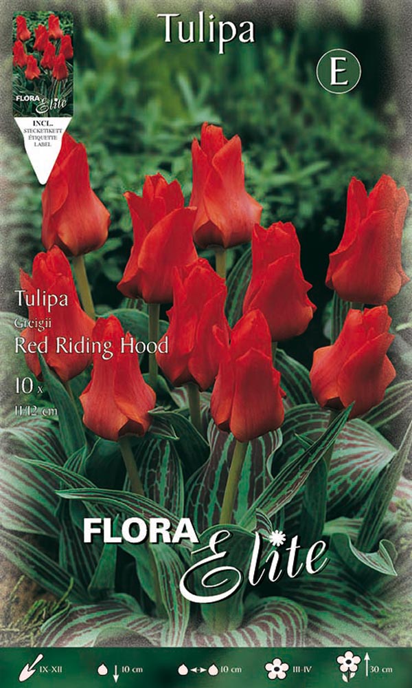 TULIPANO GREIGII RIDING HOOD (CONFEZIONE DA 10 BULBI)