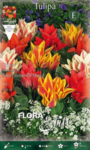 TULIPANO MULTIFIORI MIX DI COLORI (CONFEZIONE DA 10 BULBI)