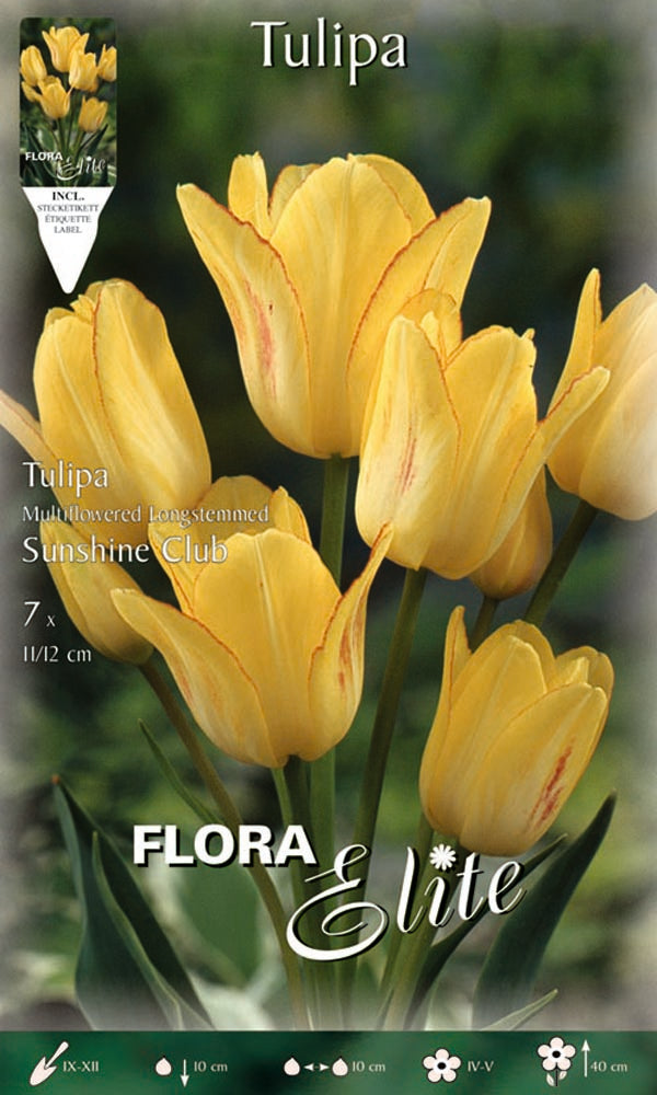 TULIPANO MULTIFIORI SUNSHINE CLUB (CONFEZIONE DA 7 BULBI)