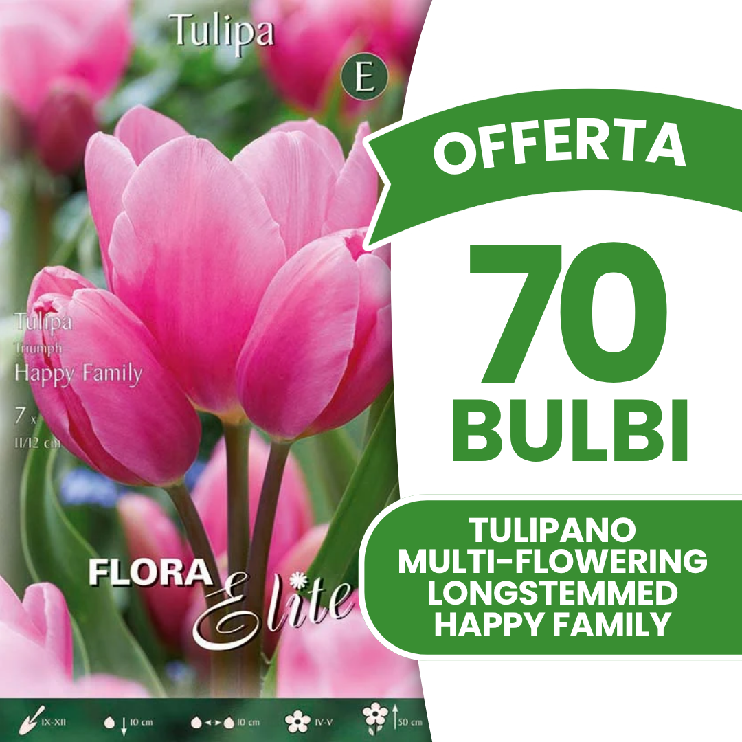 Offerta 70 Bulbi di Tulipano Multi-Flowering Longstemmed Happy Family