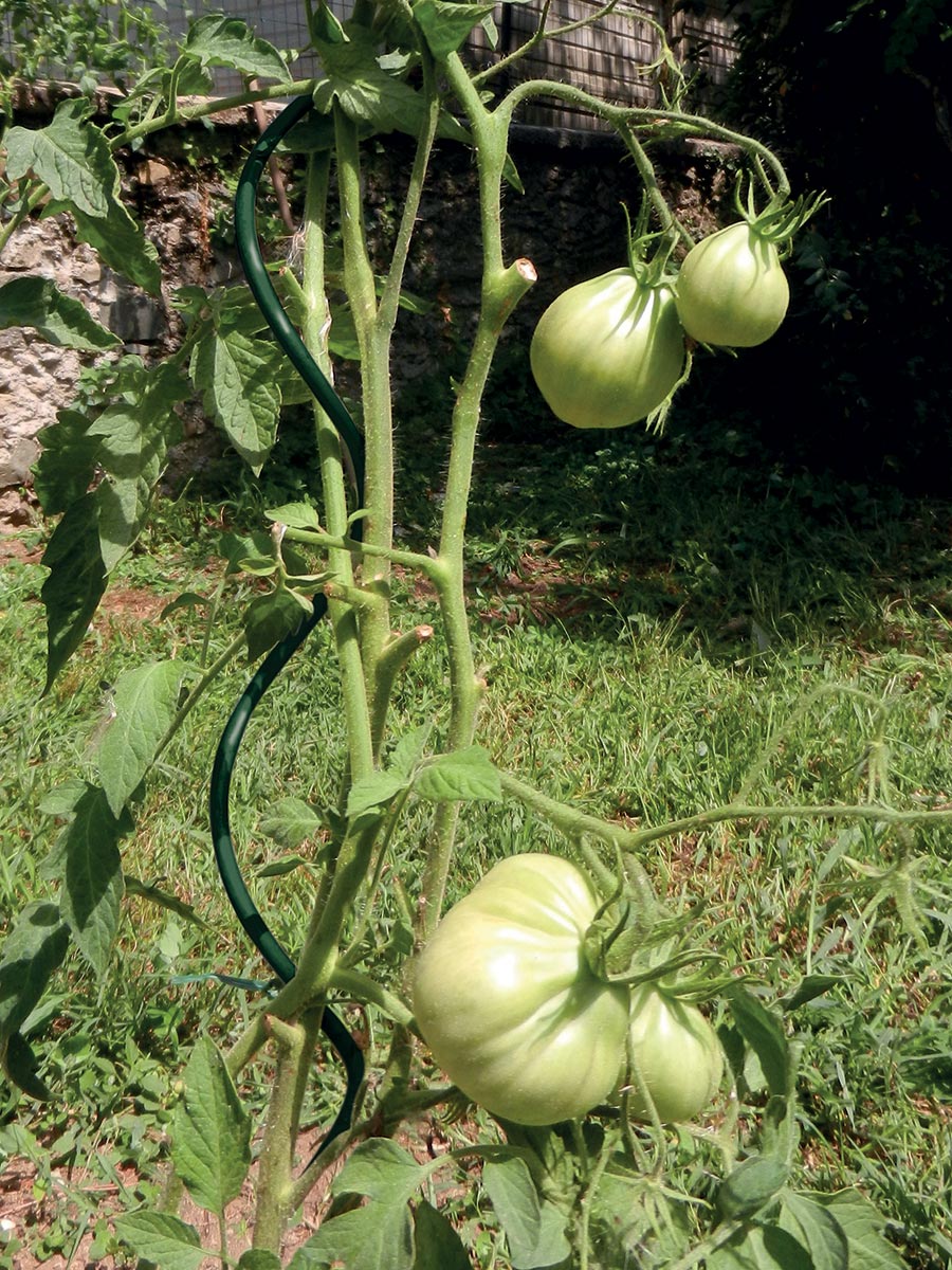 TUTORE PER POMODORI SPIRAL UP PLUS 1,8M VERDE