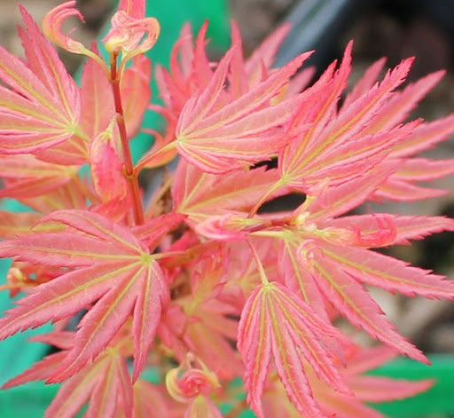 ACERO WILSON PINK IN VASO 19CM