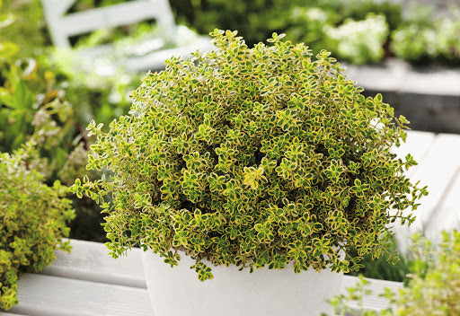 THYMUS CITRIODORUS AL LIMONE IN VASO 18CM
