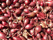 SCALOGNO ROSSO DA INTERRARE (CONFEZIONE DA 500GR)