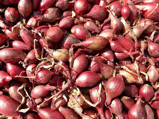 SCALOGNO ROSSO DA INTERRARE CONFEZIONE DA 500GR