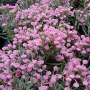 ANDROMEDA POLIFOLIA BLUE LAGOON IN VASO 19CM