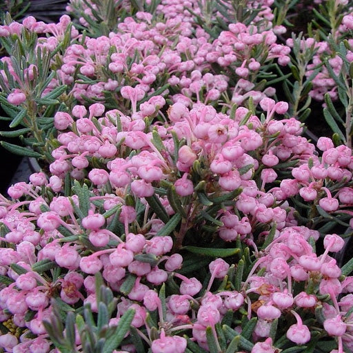 ANDROMEDA POLIFOLIA BLUE LAGOON IN VASO 19CM