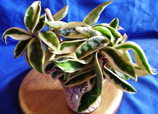 HOYA AUSTRALIS SUZIE VARIEGATA FIORE DI CERA VASO 12CM