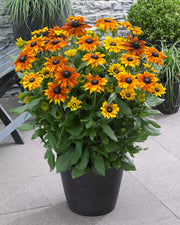 RUDBECKIA SUMMERINA IN VASO 23CM