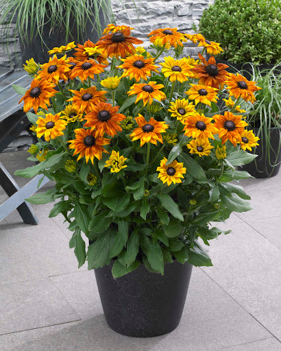 RUDBECKIA SUMMERINA IN VASO 23CM