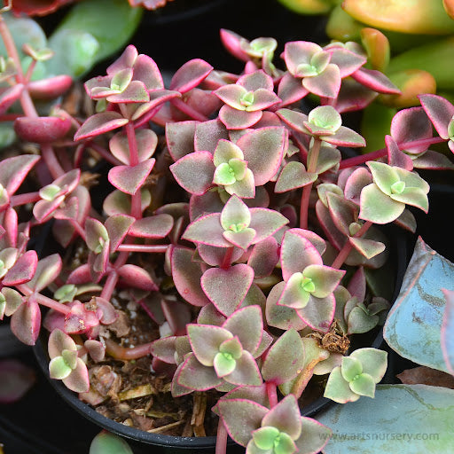 CRASSULA MARGINALIS VASO 12CM